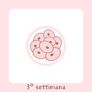 3° Settimana di gravidanza