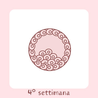 4° Settimana di gravidanza