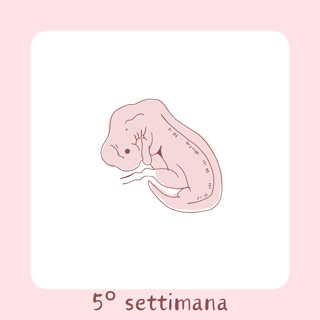 5° Settimana di gravidanza