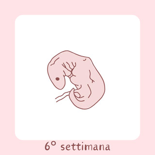 6° Settimana di gravidanza
