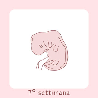 7° Settimana di gravidanza