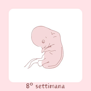 8° Settimana di gravidanza