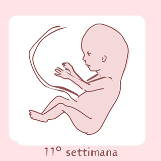 11° Settimana di gravidanza