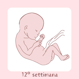 12° Settimana di gravidanza