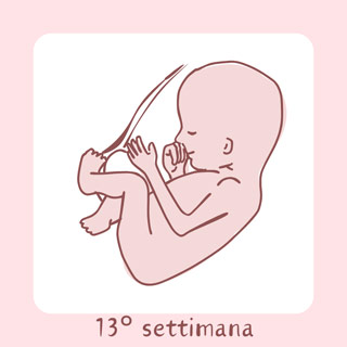 13° Settimana di gravidanza