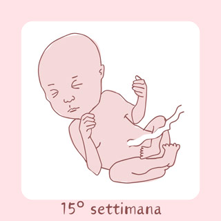 15° Settimana di gravidanza