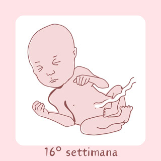 16° Settimana di gravidanza