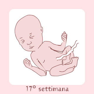 17° Settimana di gravidanza