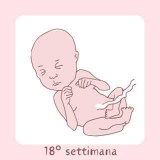18° Settimana di gravidanza