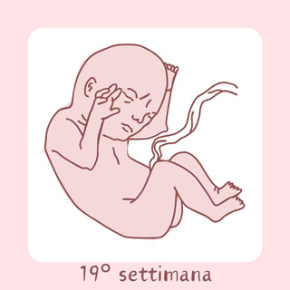 19° Settimana di gravidanza