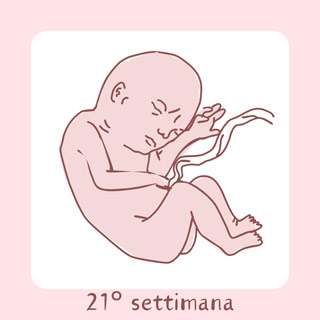 21° Settimana di gravidanza