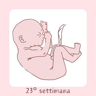 23° Settimana di gravidanza