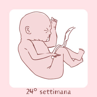 24° Settimana di gravidanza