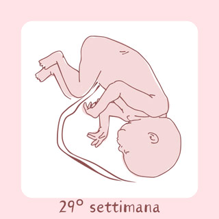 29° Settimana di gravidanza