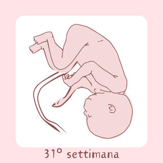 31° Settimana di gravidanza