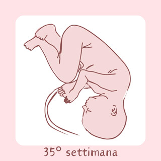 35° Settimana di gravidanza