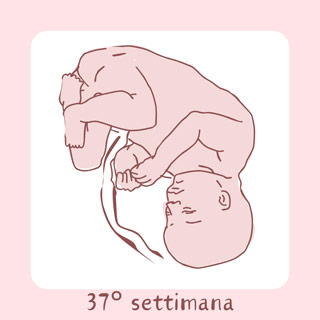 37° Settimana di gravidanza