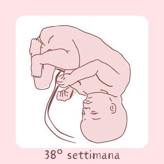 38° Settimana di gravidanza